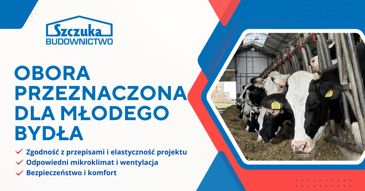 Jakie wymagania powinna spełniać obora przeznaczona dla młodego bydła?